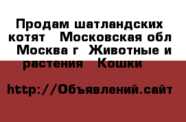 Продам шатландских котят - Московская обл., Москва г. Животные и растения » Кошки   